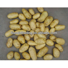 2012 nuevas patatas